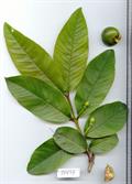 گوآوای معمولی